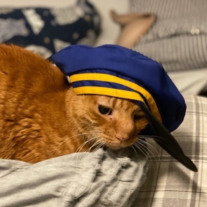 Orange the cat wearing a small blue and gold cap