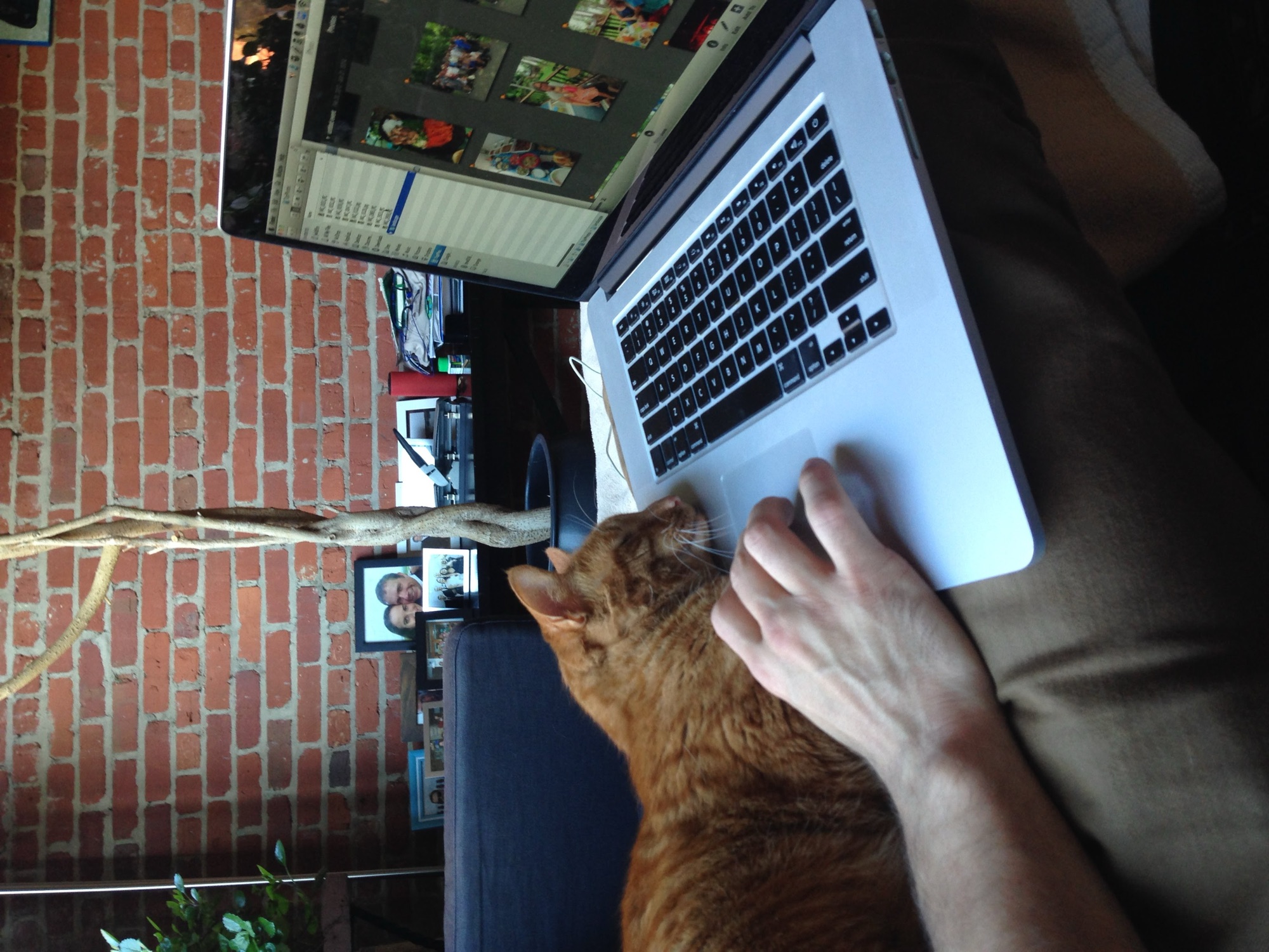Orange asleep with his head on a laptop while Jeremy works the trackpad around him