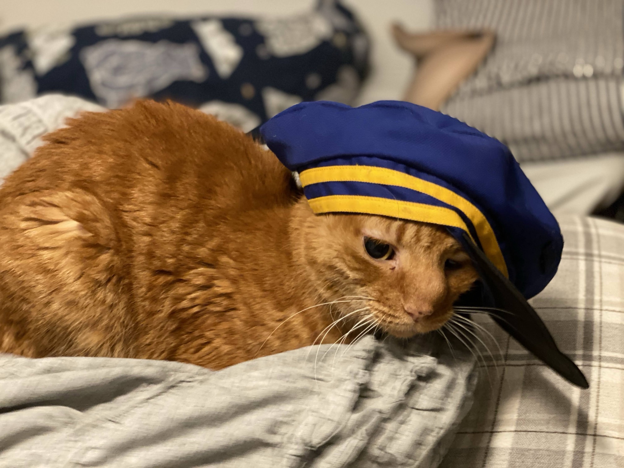 Orange, an orange tabby cat, wearing a blue and gold cap