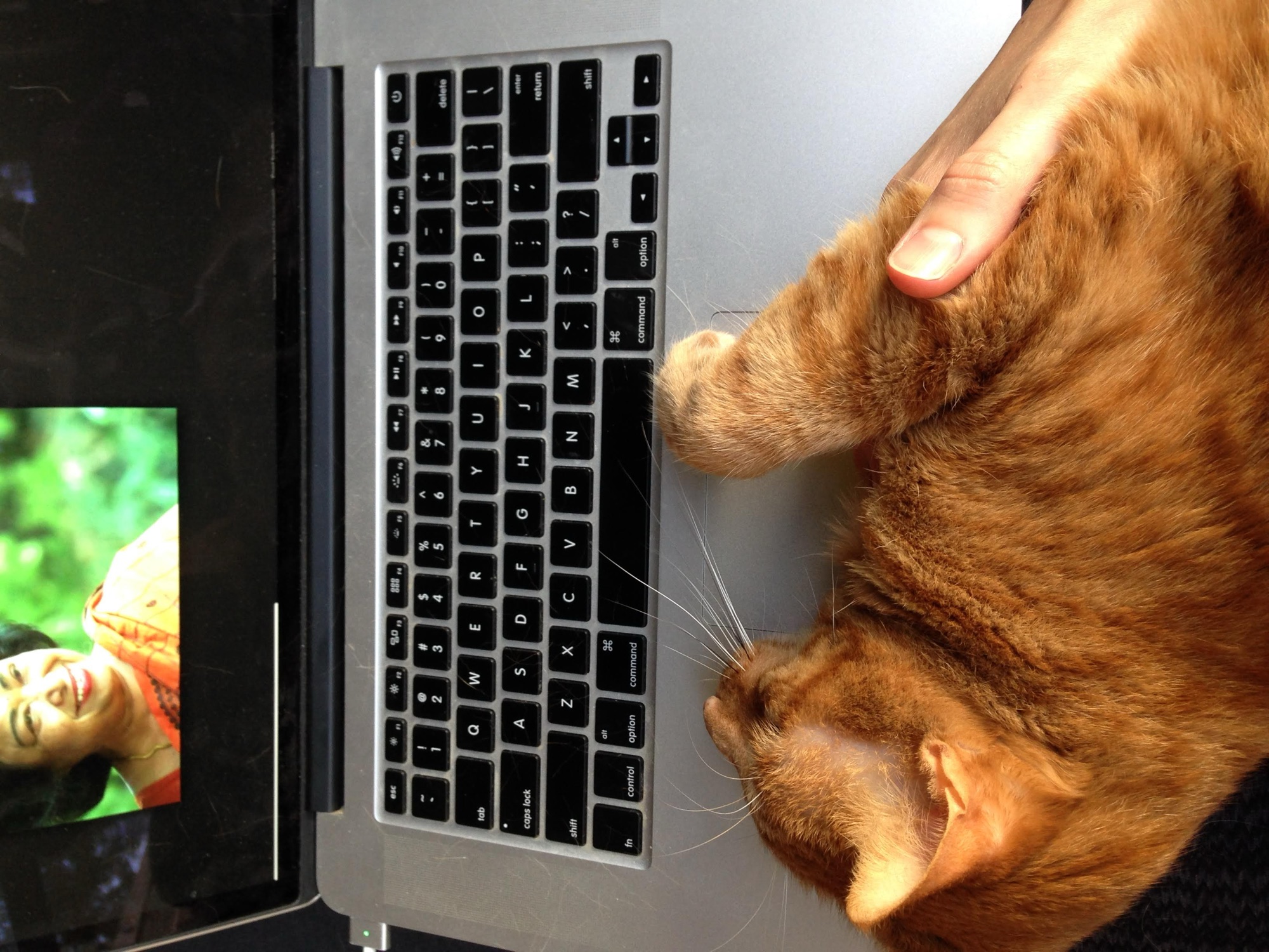 Orange lying across a laptop with one paw on the trackpad, seen from above